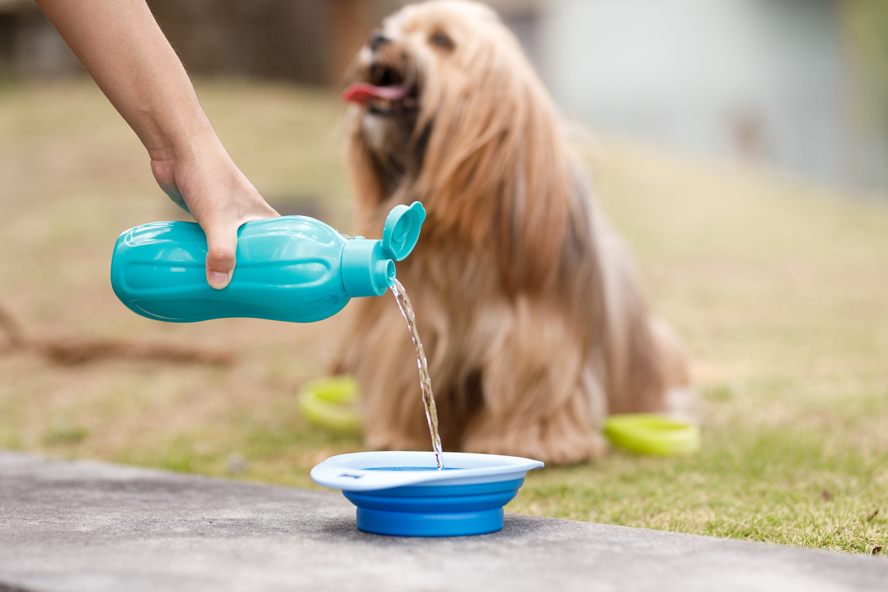 Verão pet: aprenda a cuidar dos seus animais nos dias mais quentes do ano