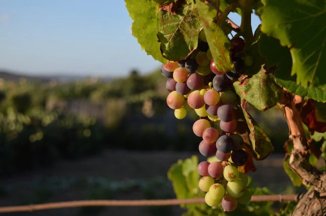 Conheça os encantos das vinícolas do Vale do São Francisco